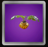 Monstera Pot
